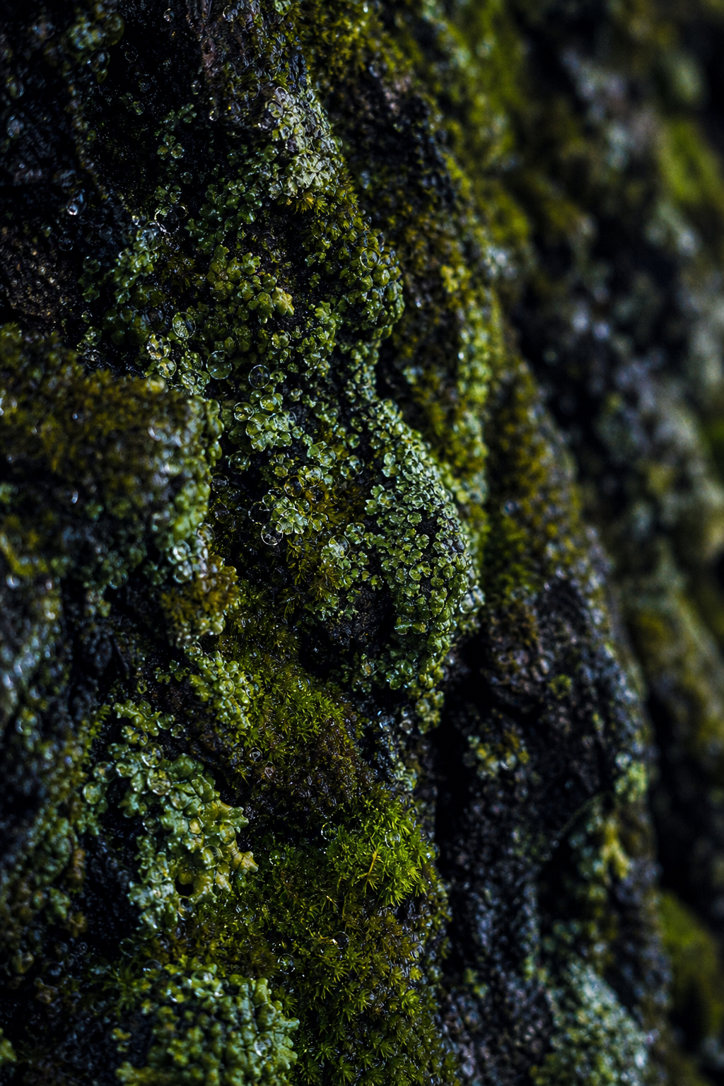 Corteccia degli alberi, texture macro
